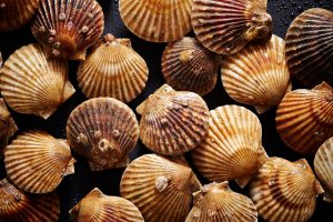 Noix de Saint-Jacques dans un kilo selon leur poids