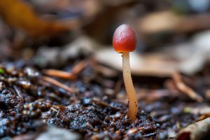 Cueillir quand on trouve des champignons en ce moment