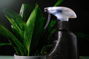 Les plantes compatibles avec le savon noir