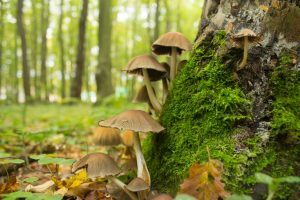 Signes qui montrent qu’il y a des champignons en ce moment