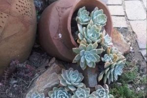 Planter dans une amphore couchée