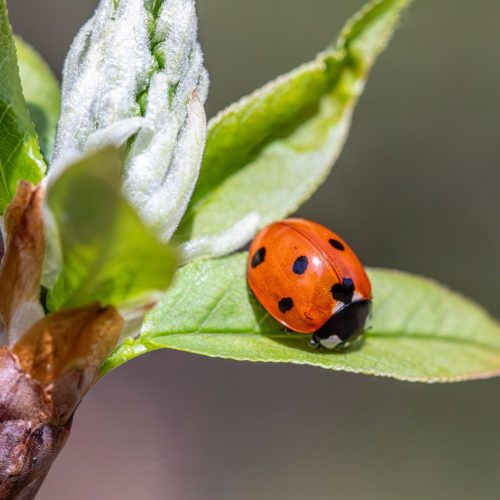 Les coccinelles sont-elles dangereuses ?
