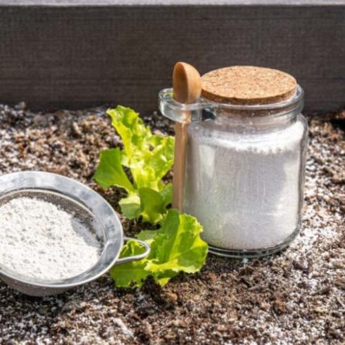 Anti puceron naturel bicarbonate : une solution simple et efficace