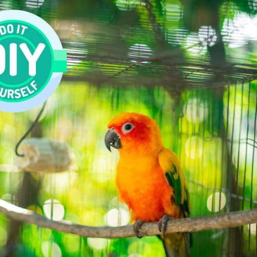 DIY : comment fabriquer une cage pour oiseaux ?