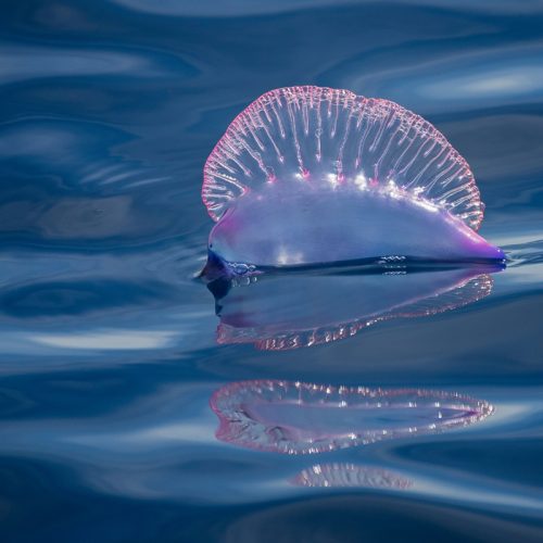 Fausse méduse Méditerranée : ce qu’il faut vraiment savoir