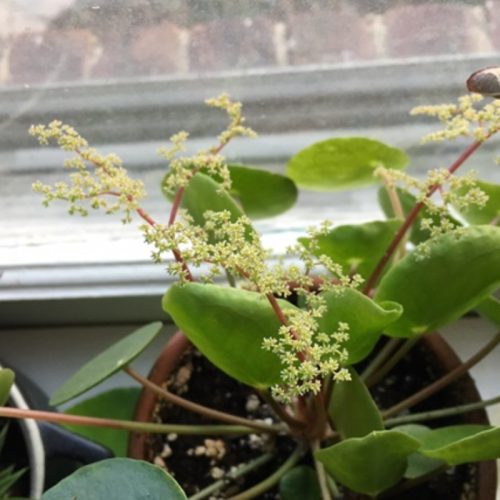 Fleur de pilea : floraison, botanique et conseils de culture