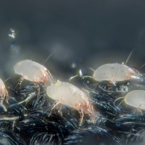 Mites de poussière : repérer, s’en protéger et limiter les allergies