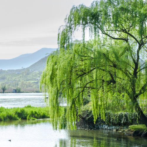 Plante qui absorbe l&rsquo;eau du sol : laquelle choisir ?