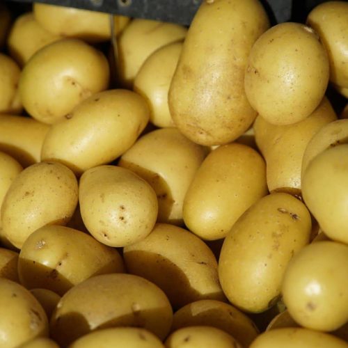 Pomme de terre Colomba : caractéristiques et utilisation en cuisine