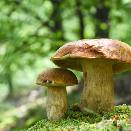 Y a-t-il des champignons en ce moment ?
